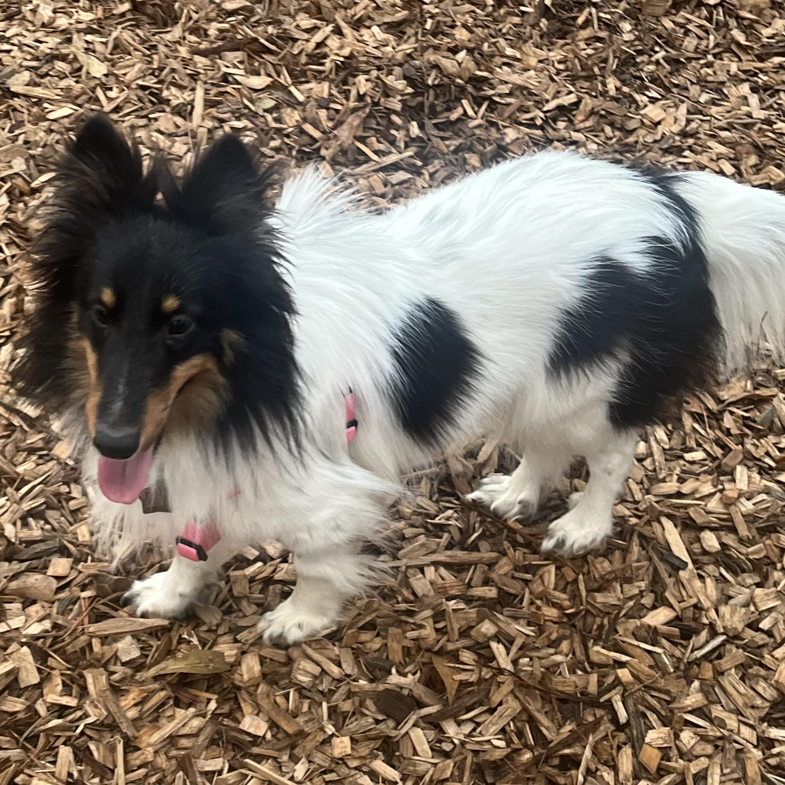 Enlarge Scarlett, an adoptable Shetland Sheepdog / Sheltie in Charlotte, NC image 3/5