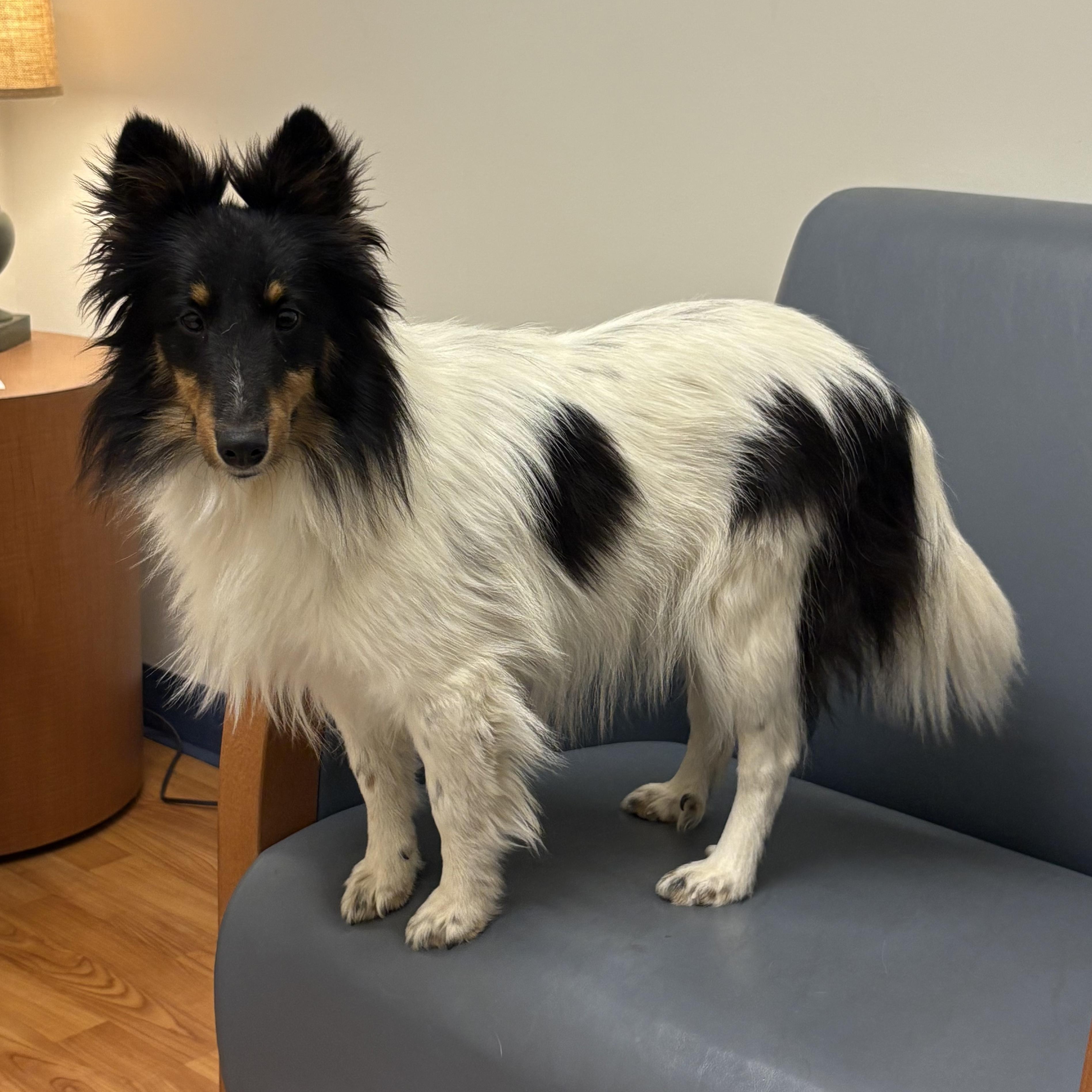 Scarlett, adoptable, Puppy Female Shetland Sheepdog / Sheltie.