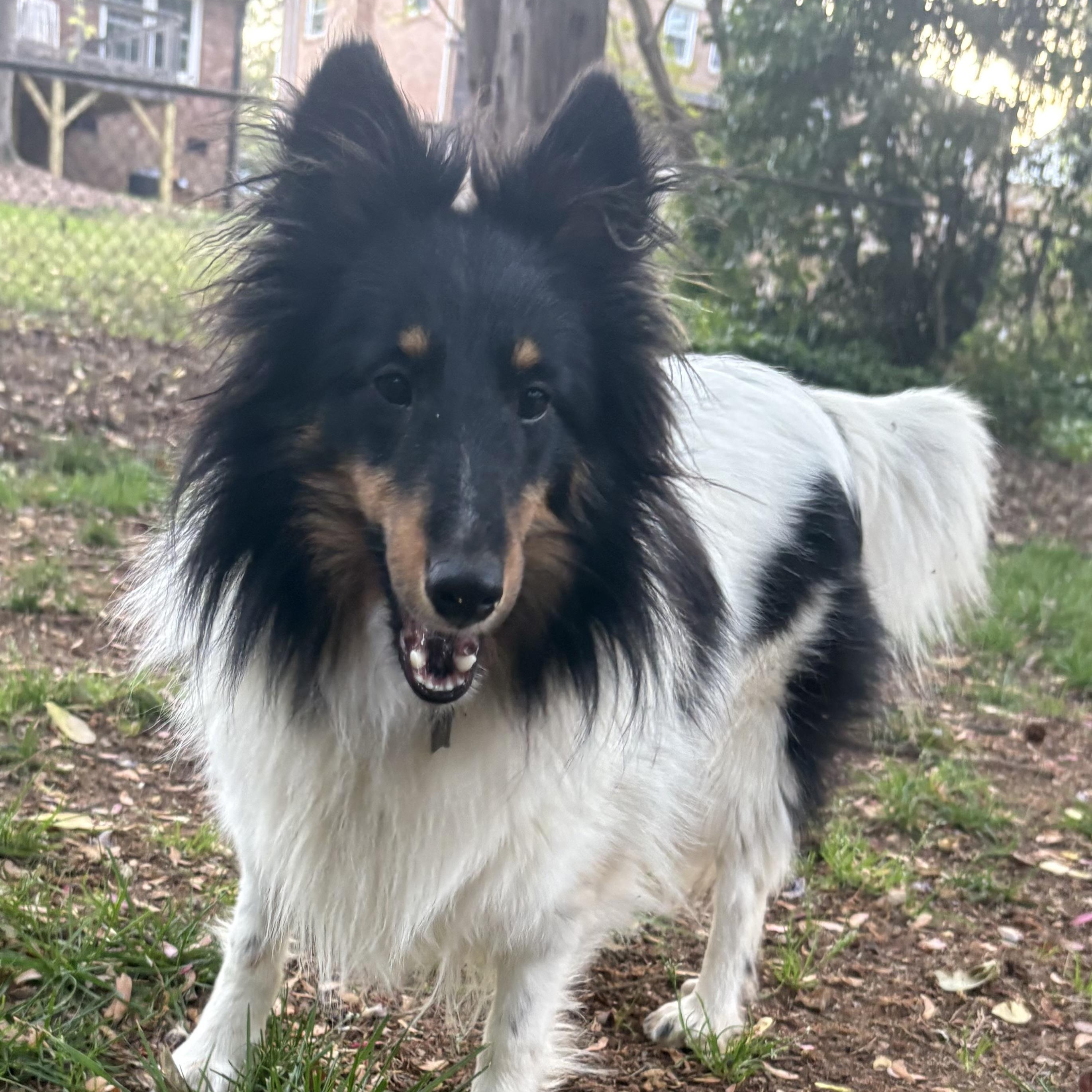 Enlarge Scarlett, an adoptable Shetland Sheepdog / Sheltie in Charlotte, NC image 2/4