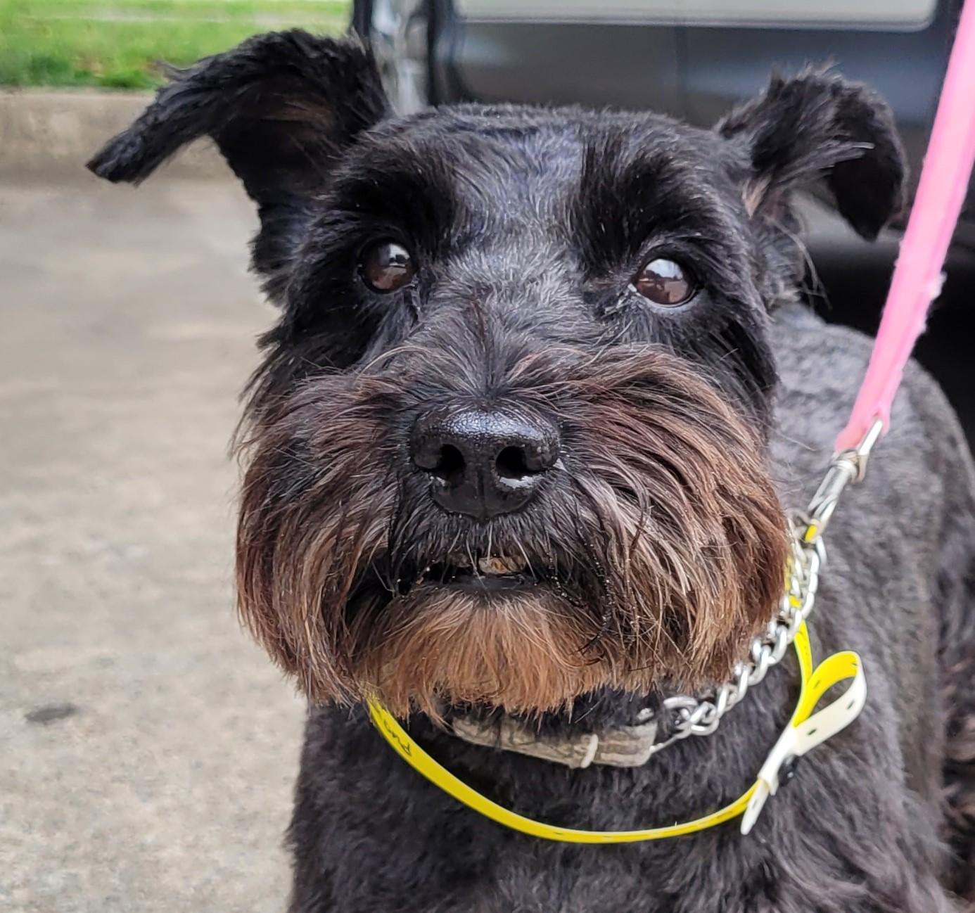 Pets for adoption from Miniature Schnauzer Rescue of North Texas