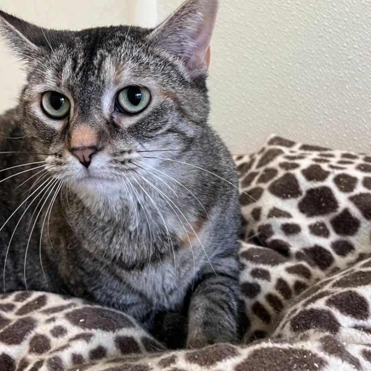 Enlarge Sable, a Adoptable Tabby in Troy, MO image 2/3