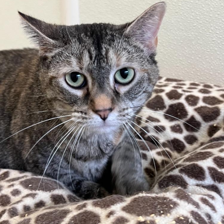 Sable, Adoptable, Adult Female Tabby.