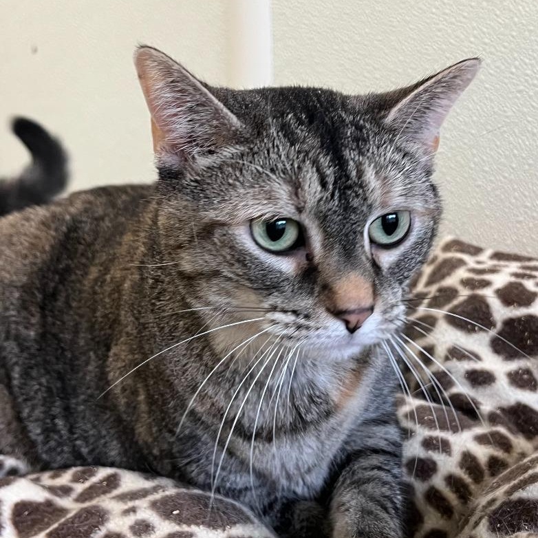 Enlarge Sable, a Adoptable Tabby in Troy, MO image 3/3