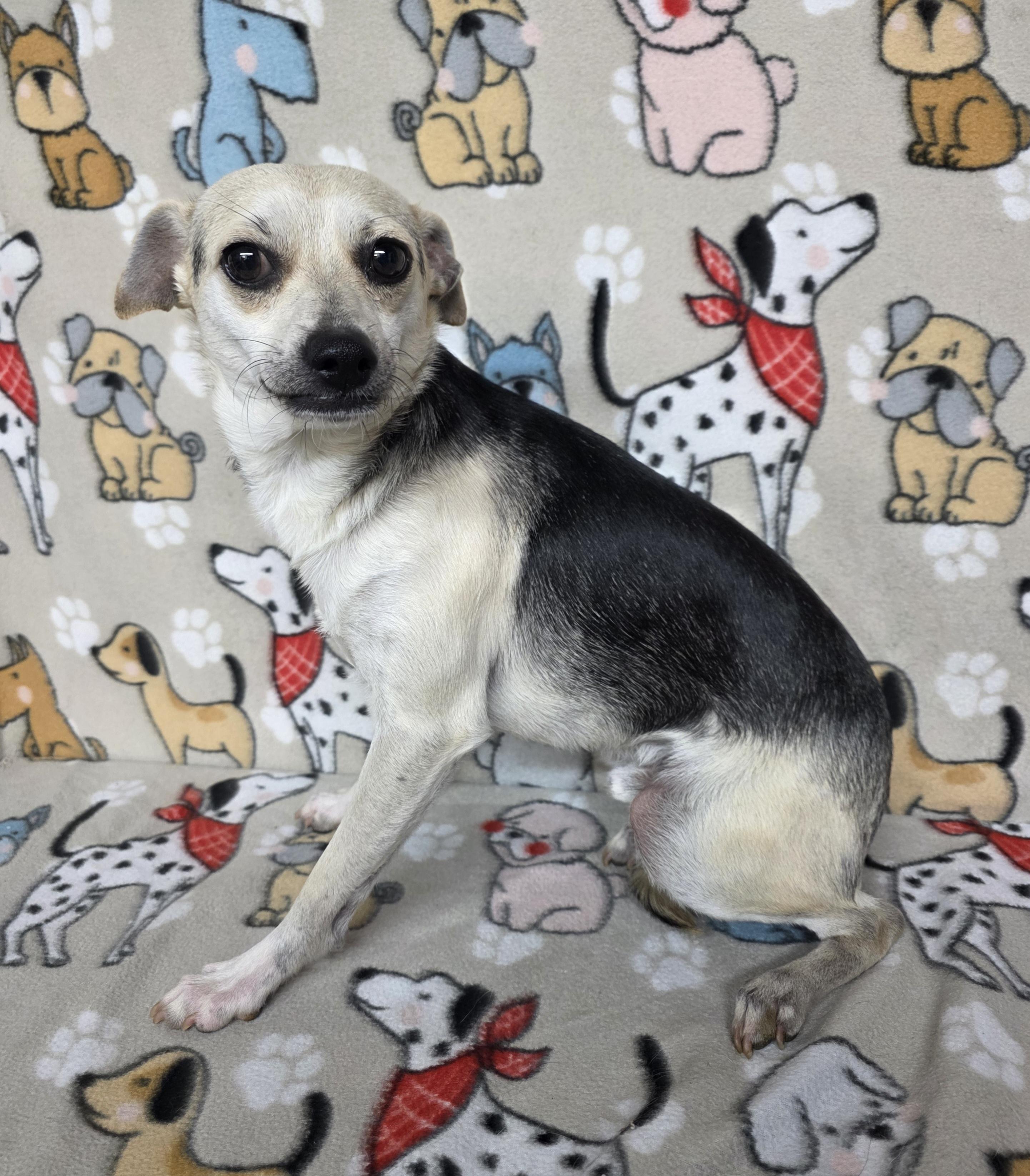 Scooter, Adult Male Chihuahua