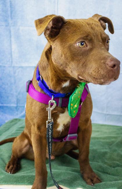 Copper — thumbnail 2