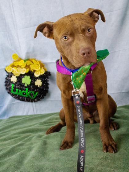 Copper — thumbnail 3