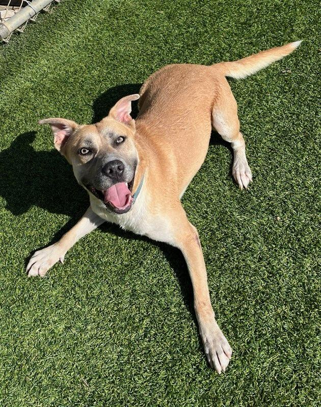Amigo, a Adoptable Pit Bull Terrier in Richland Hills, TX image 1/4