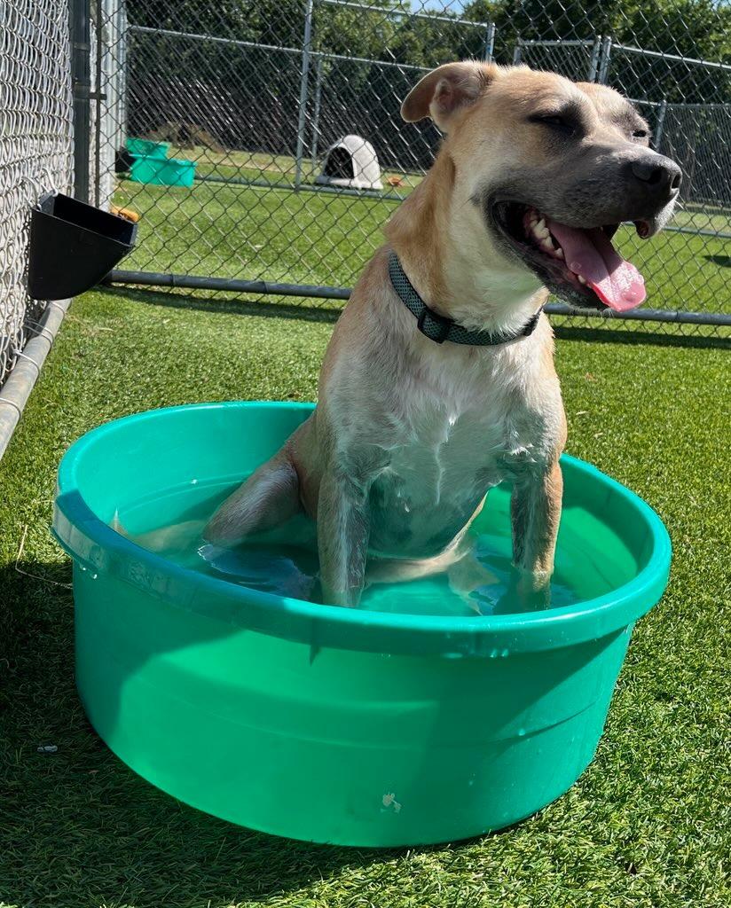 Amigo, a Adoptable Pit Bull Terrier in Richland Hills, TX image 2/4