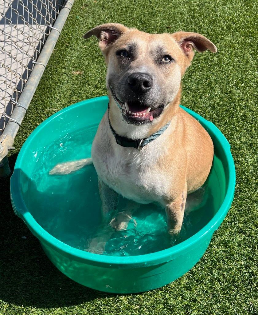 Amigo, a Adoptable Pit Bull Terrier in Richland Hills, TX image 3/4