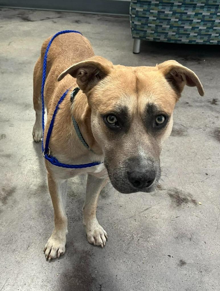 Enlarge Amigo, a Adoptable Pit Bull Terrier in Richland Hills, TX image 1/1