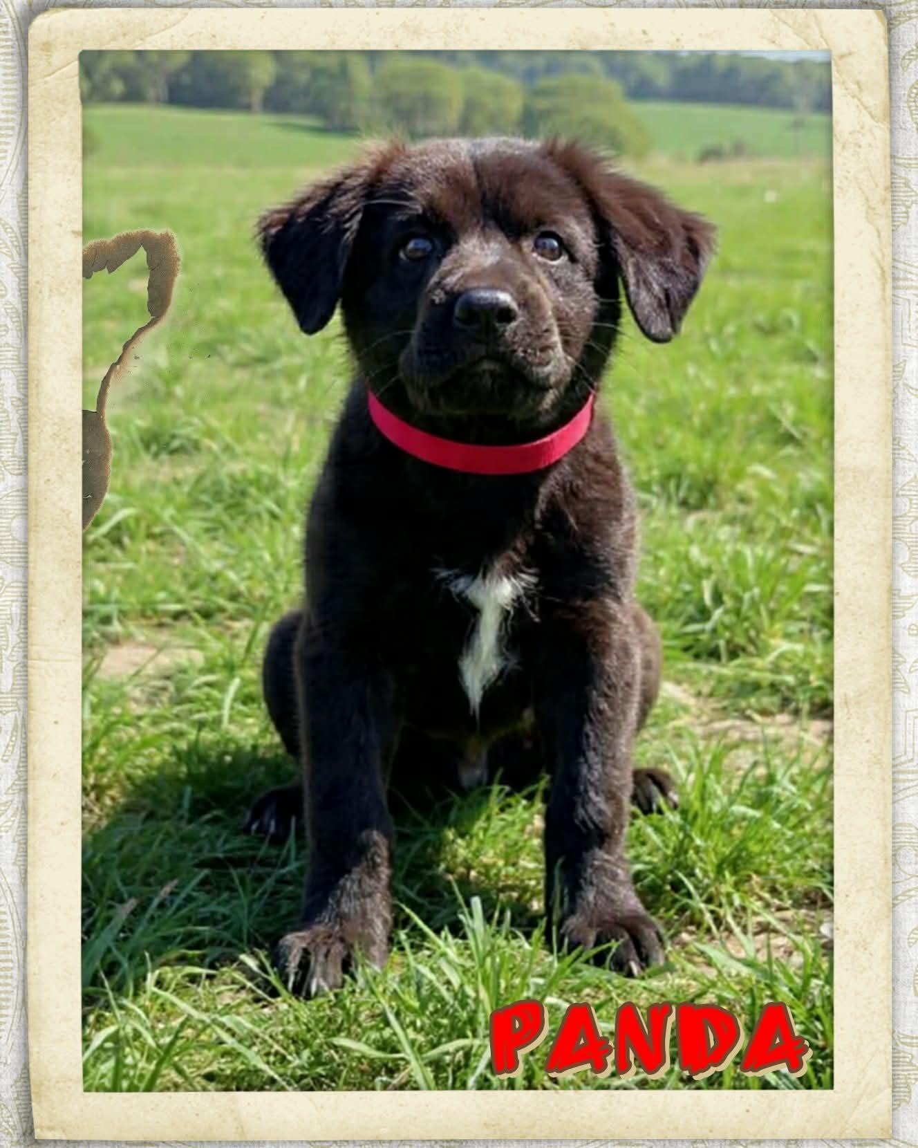 Enlarge Panda, a ADOPTABLE mixed breed in Grove, OK image 3/4