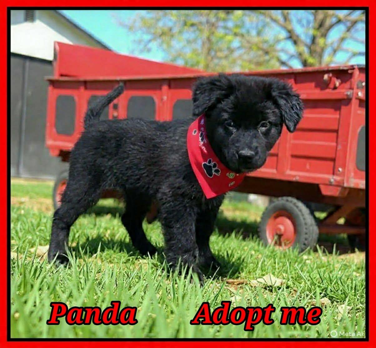 Enlarge Panda, a ADOPTABLE mixed breed in Grove, OK image 2/4