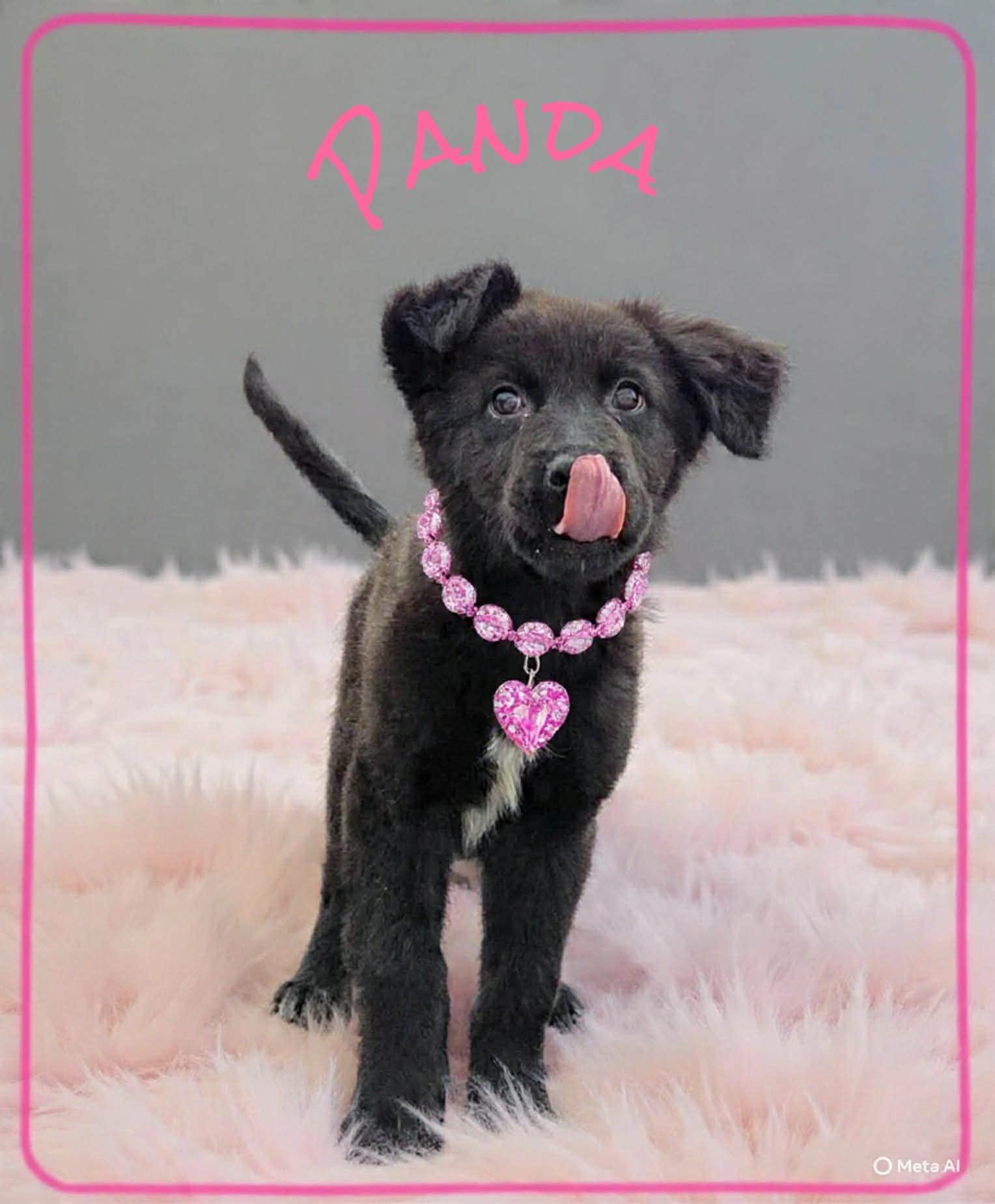 Enlarge Panda, a ADOPTABLE mixed breed in Grove, OK image 4/4
