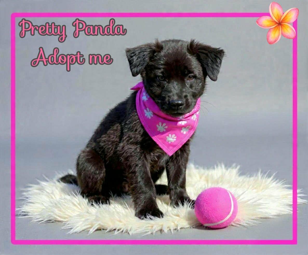 Enlarge Panda, a ADOPTABLE mixed breed in Grove, OK image 1/4