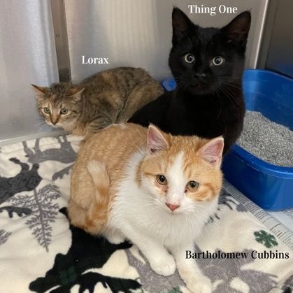 Enlarge Lorax, a Adoptable Domestic Short Hair in Rochester, MN image 3/3