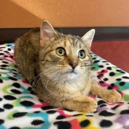 Lorax, Adoptable, Adult Female Domestic Short Hair.