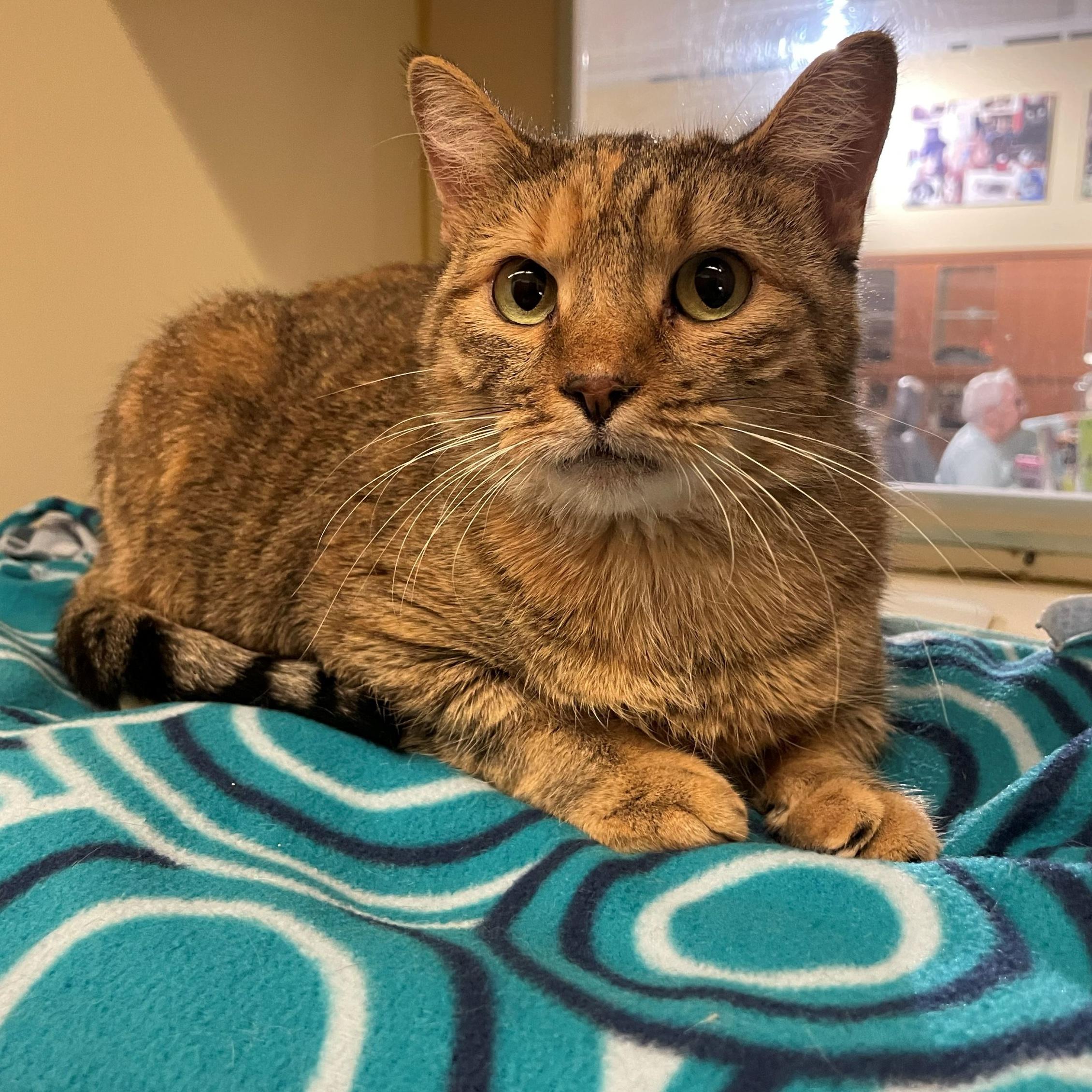 Enlarge Lorax, a Adoptable Domestic Short Hair in Rochester, MN image 1/3