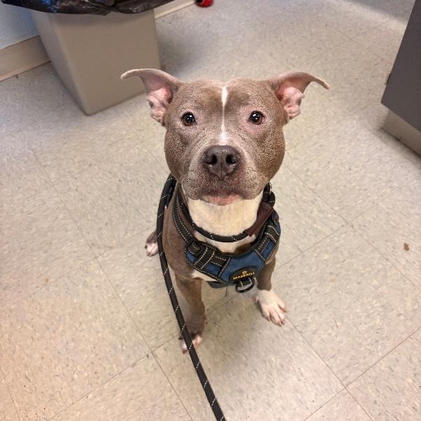 Enlarge Dolly, a Adoptable mixed breed in Medina, OH image 2/2