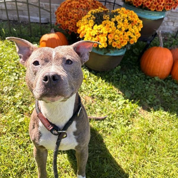 Enlarge Dolly, a Adoptable mixed breed in Medina, OH image 1/2