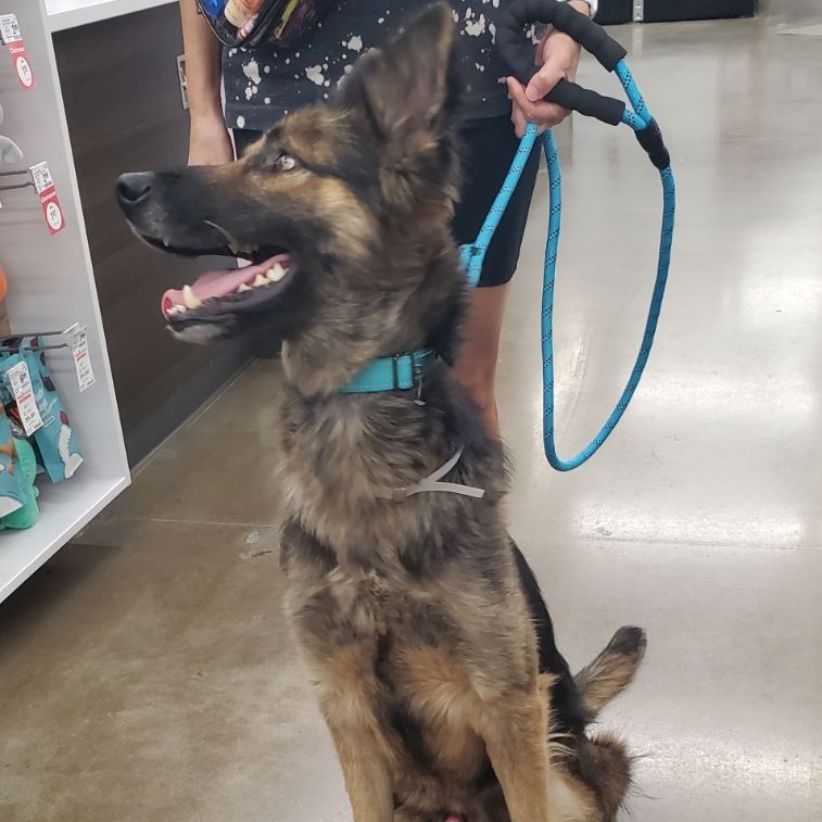 Dog for adoption Arnold, a German Shepherd Dog Mix in Davenport, IA