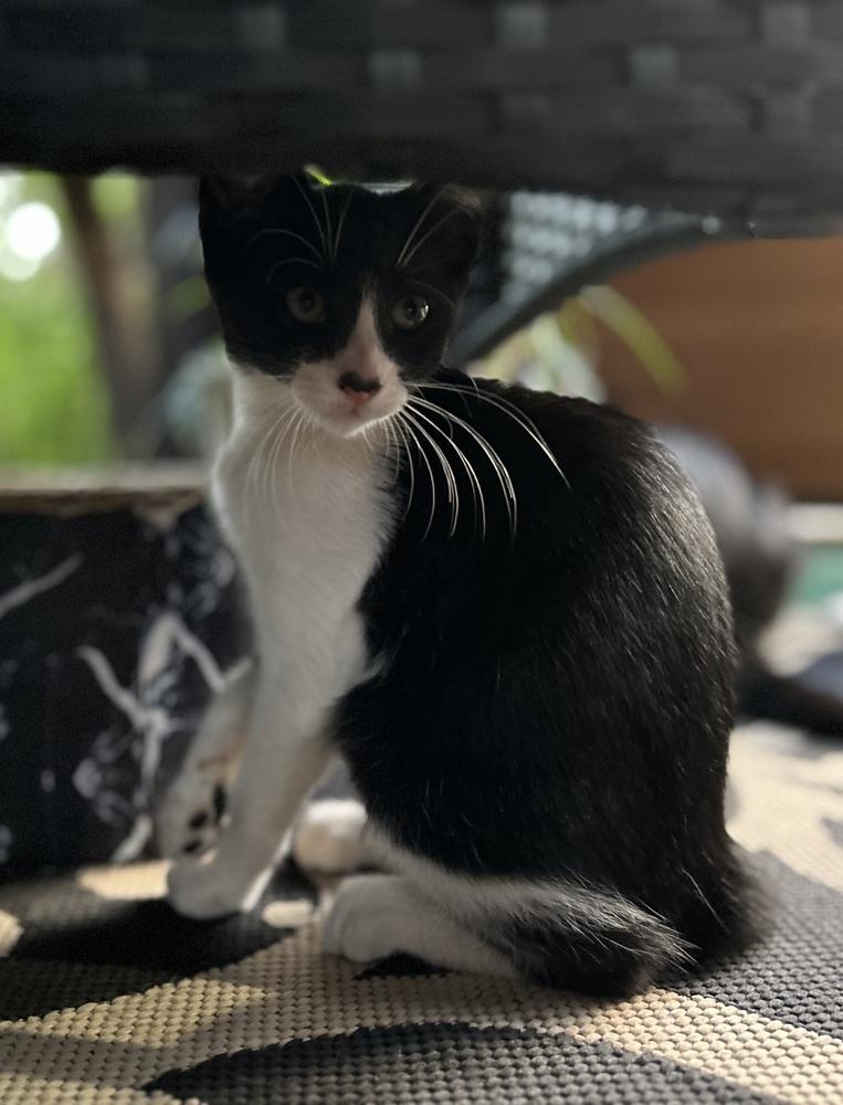 CL - Clea, Adoptable, Kitten Female Domestic Short Hair.