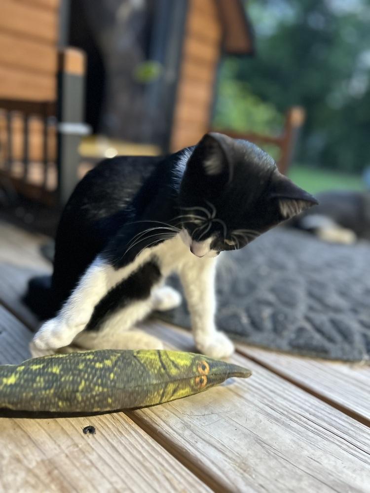 CL - Clea, a Adoptable Domestic Short Hair in Dawson, GA image 2/3