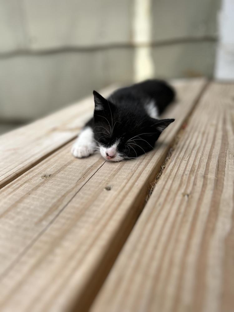 CL - Clea, a Adoptable Domestic Short Hair in Dawson, GA image 3/3