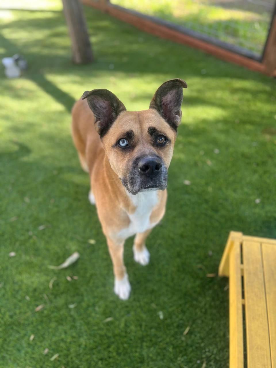 Star, Adoptable, Senior Female Siberian Husky.