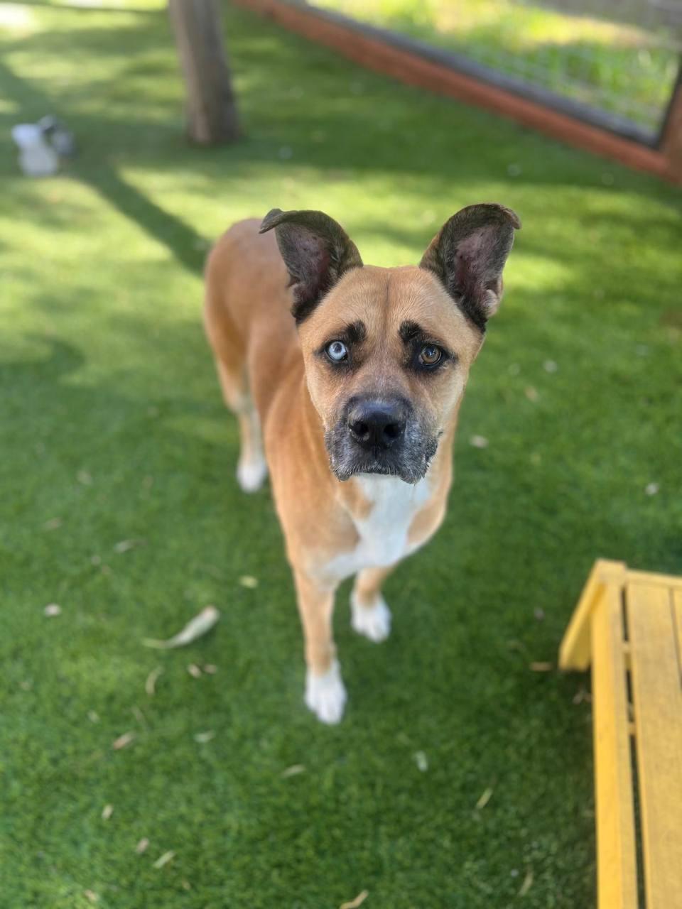 Star, a Adoptable Siberian Husky in Los Angeles, CA image 2/6