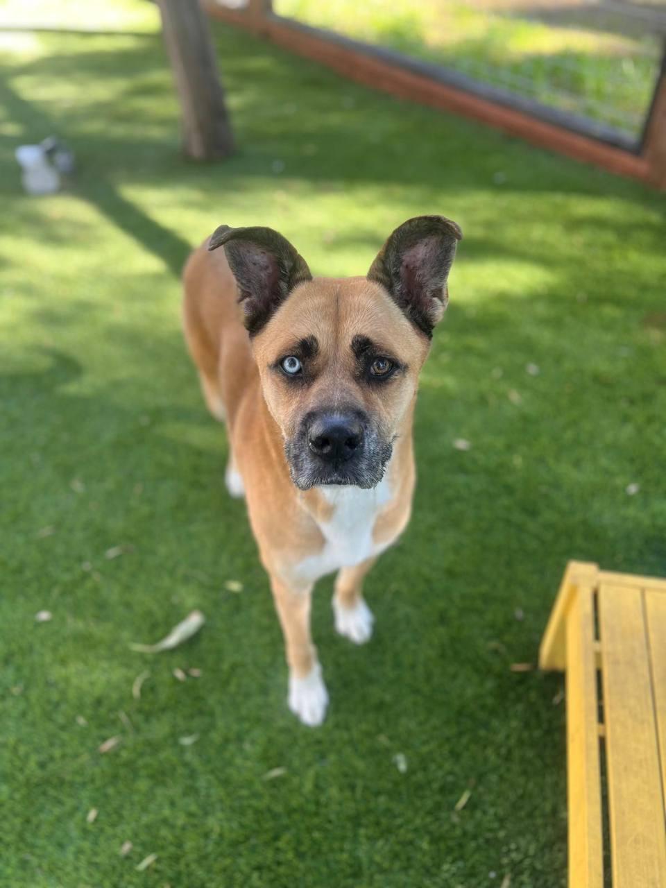 Star, a Adoptable Siberian Husky in Los Angeles, CA image 3/6