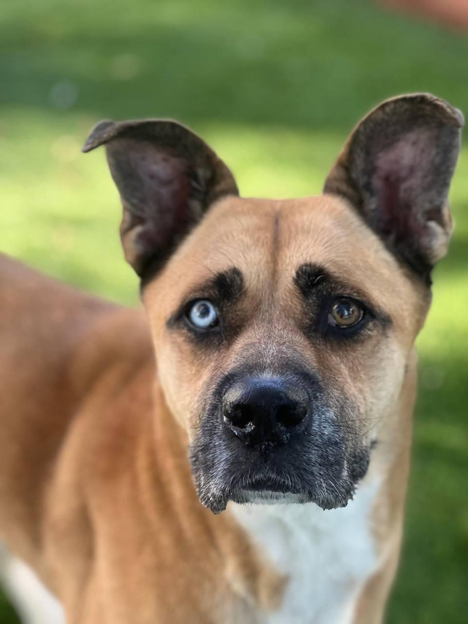 Star, a Adoptable Siberian Husky in Los Angeles, CA image 4/6