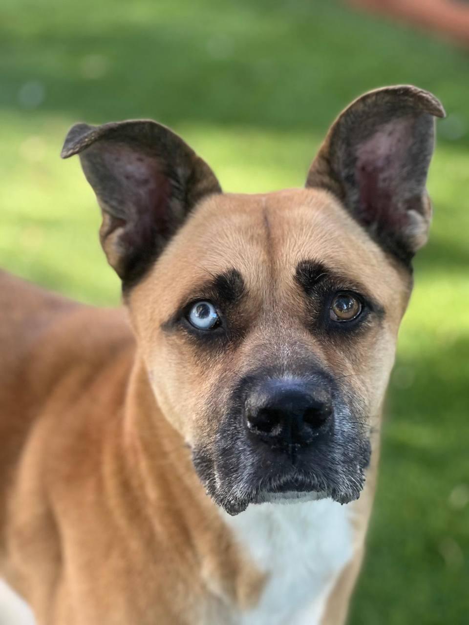 Star, a Adoptable Siberian Husky in Los Angeles, CA image 5/6