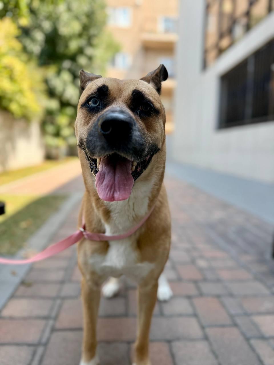 Star, a Adoptable Siberian Husky in Los Angeles, CA image 6/6