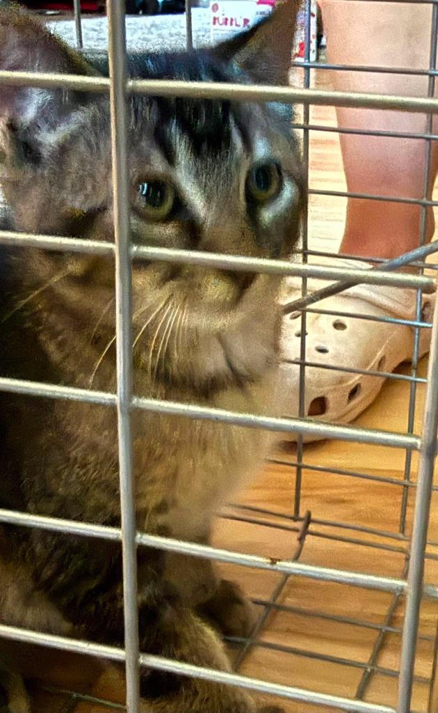 Goose, Adoptable, Kitten Male Domestic Short Hair.