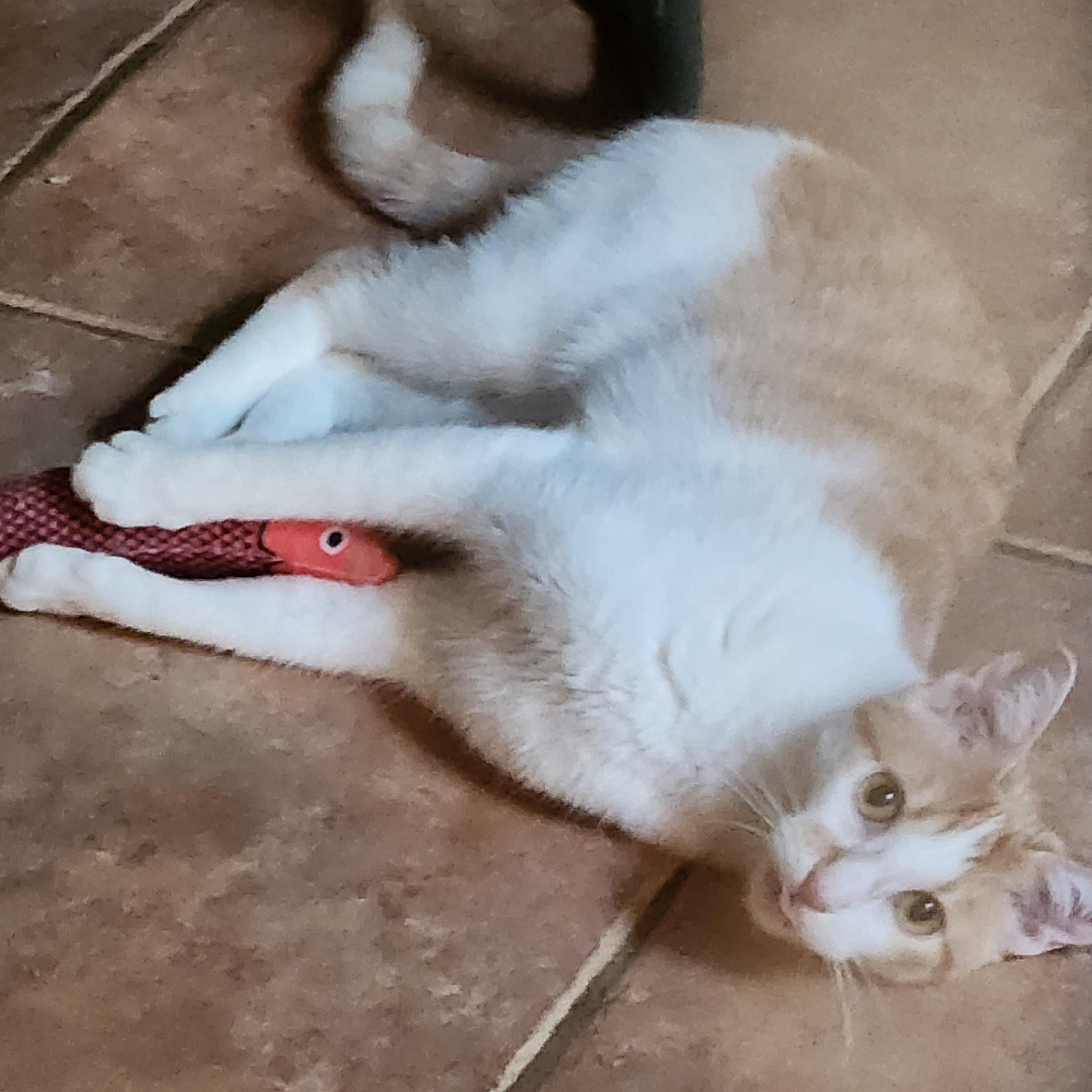 London, ADOPTABLE, Young Female Domestic Short Hair & Tabby.