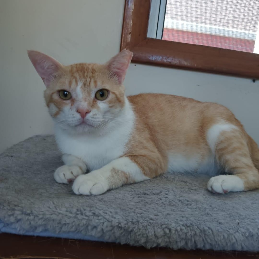 Max, a ADOPTABLE American Shorthair in Union City, NJ image 3/5