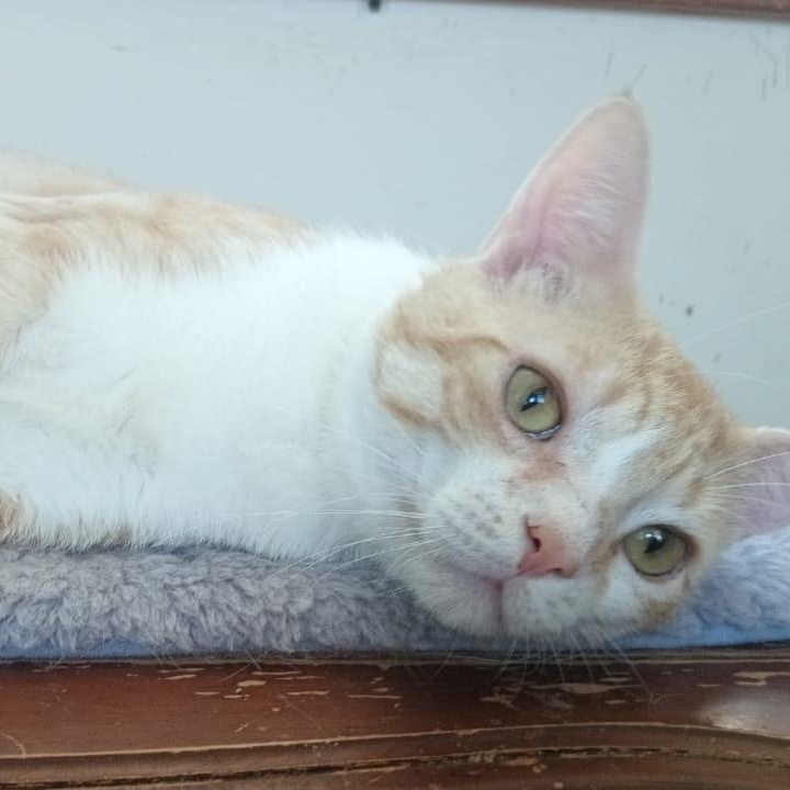Max, a ADOPTABLE American Shorthair in Union City, NJ image 2/5
