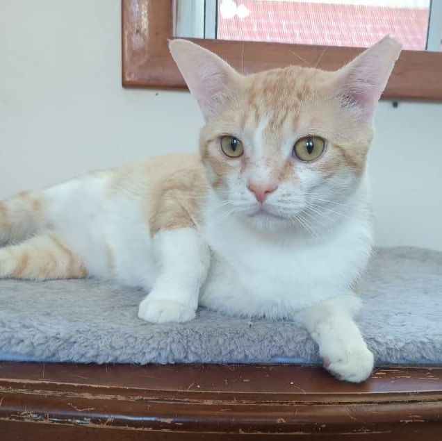 Max, a ADOPTABLE American Shorthair in Union City, NJ image 5/5