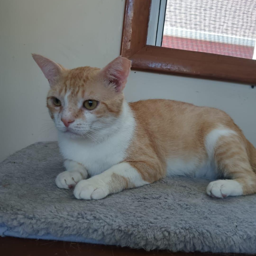 Max, a ADOPTABLE American Shorthair in Union City, NJ image 4/5