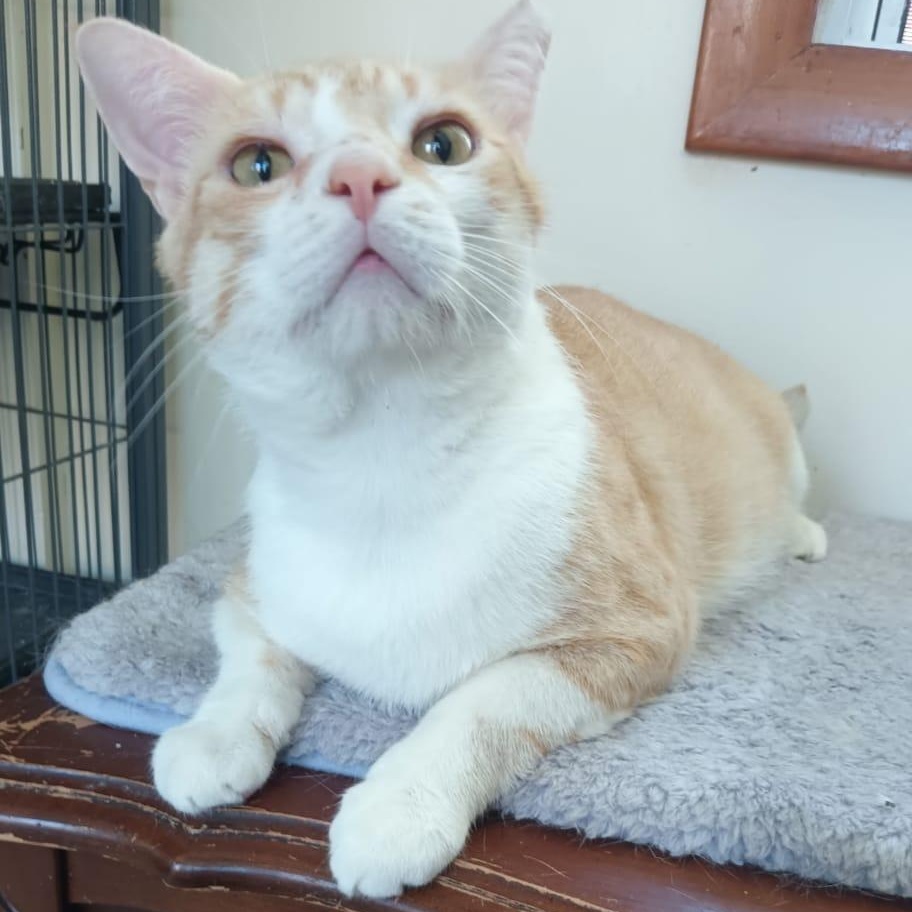 Max, ADOPTABLE, Young Male American Shorthair.