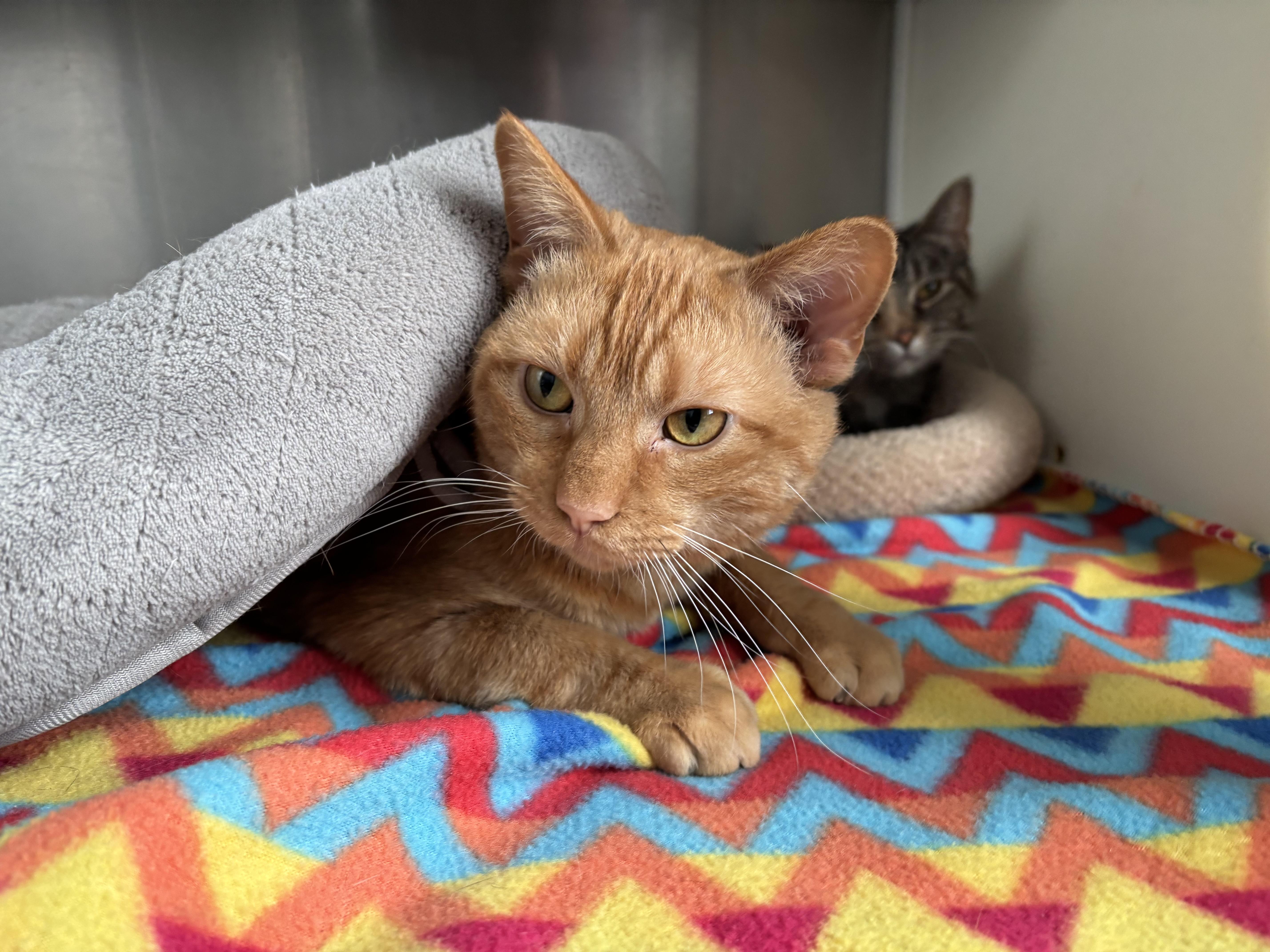Jedi, a Adoptable Domestic Short Hair in Frankfort, IN image 3/4
