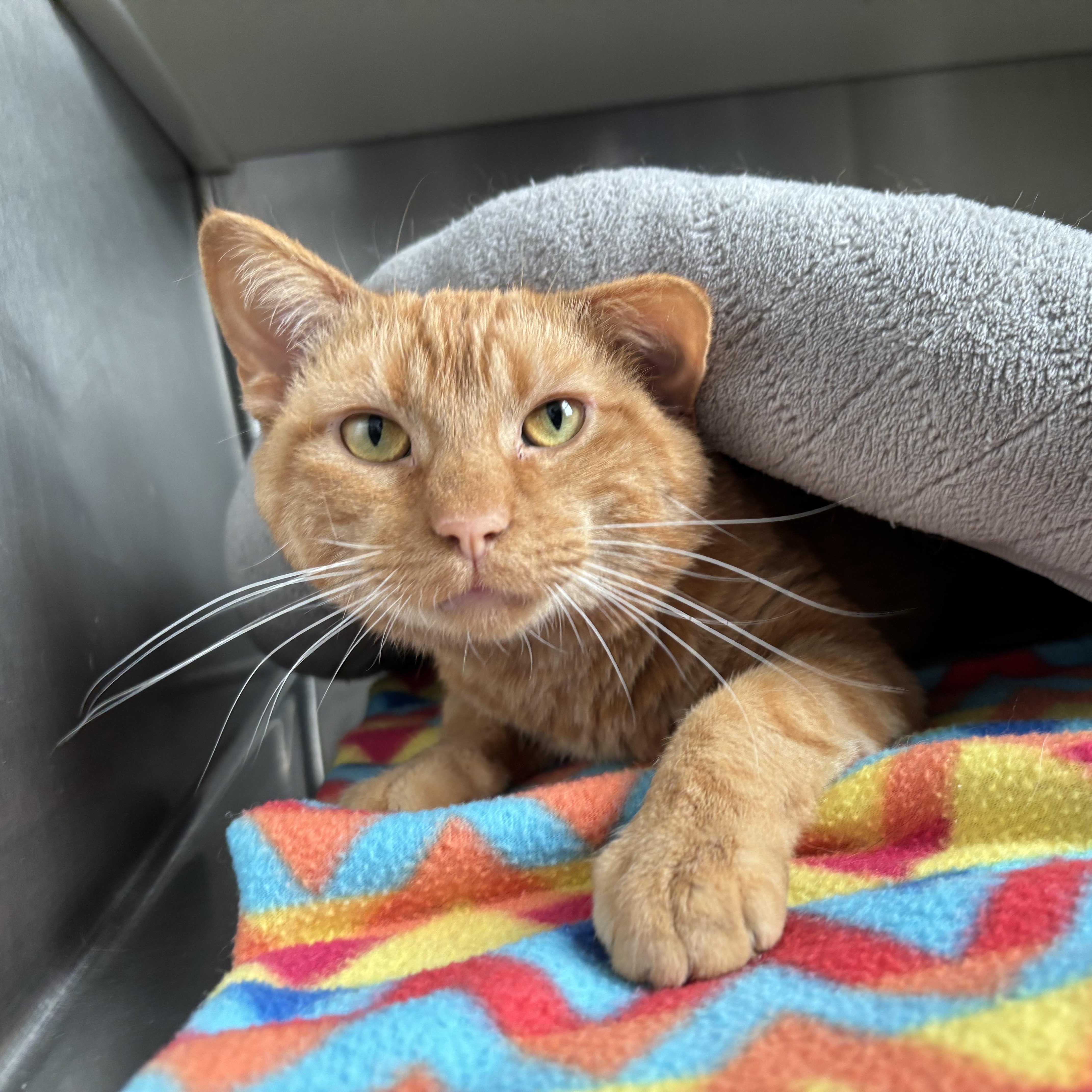 Jedi, Adoptable, Adult Male Domestic Short Hair.
