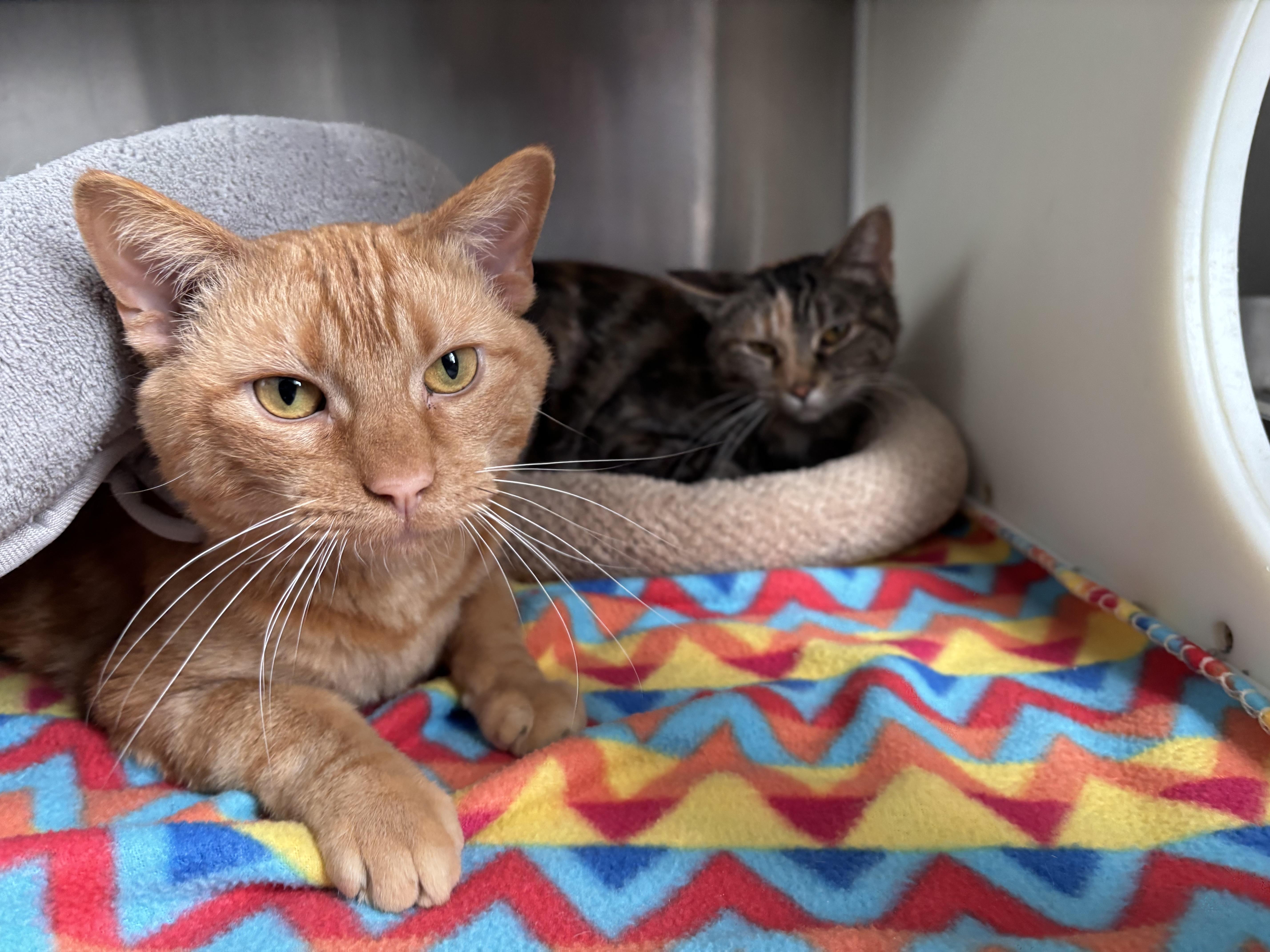 Jedi, a Adoptable Domestic Short Hair in Frankfort, IN image 4/4
