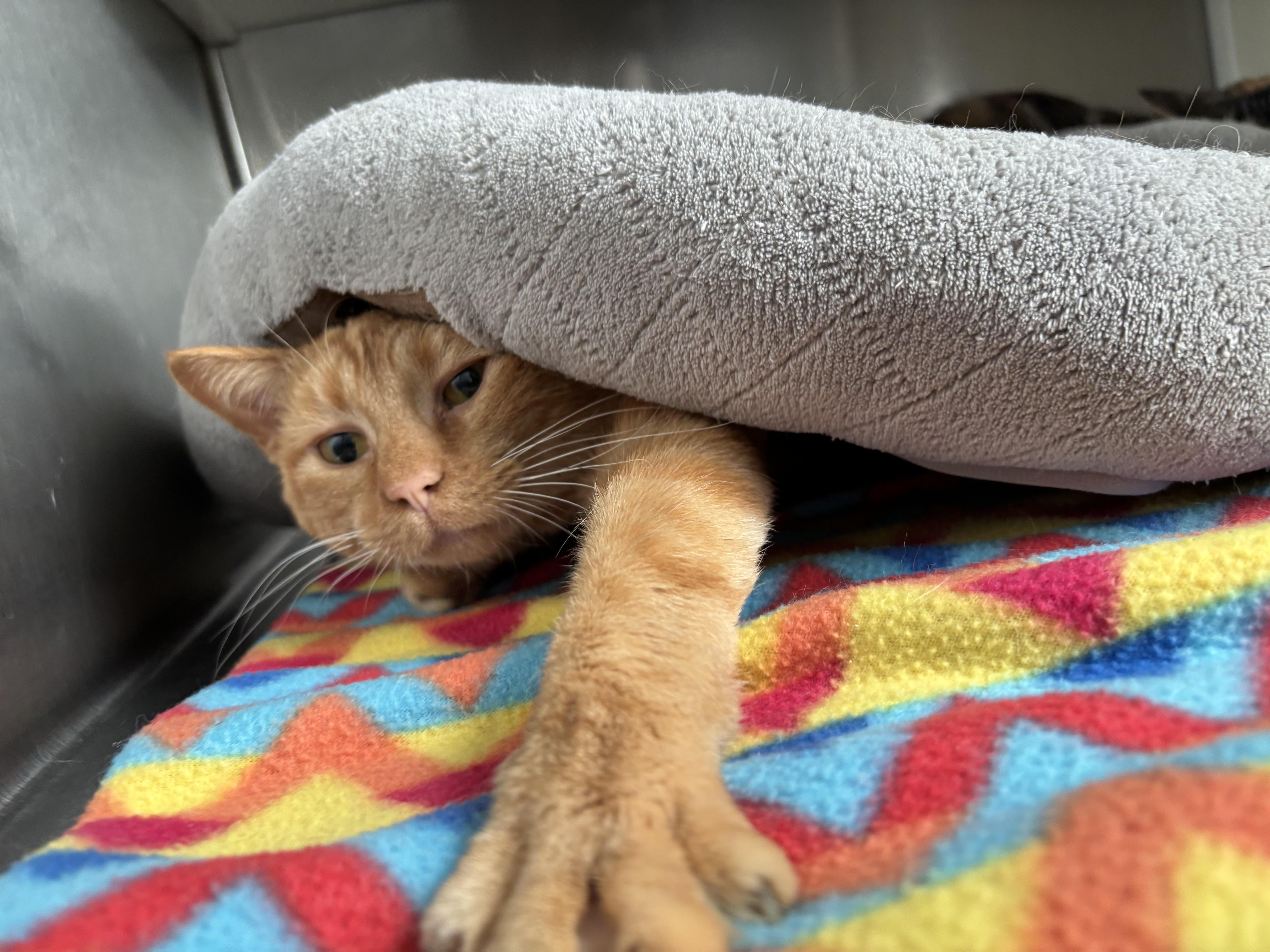 Jedi, a Adoptable Domestic Short Hair in Frankfort, IN image 2/4