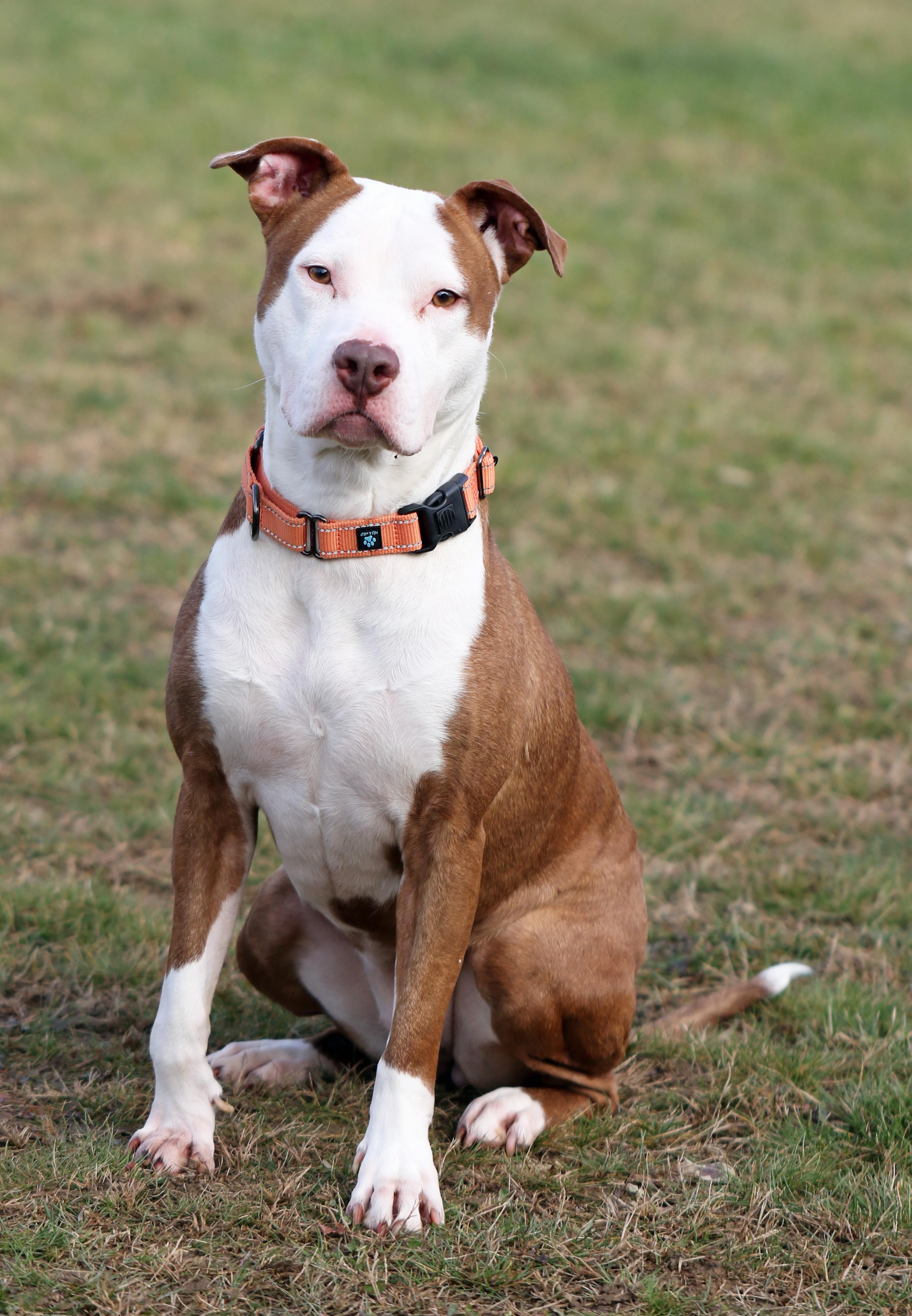 Maura, ADOPTABLE, Adult Female Pit Bull Terrier.