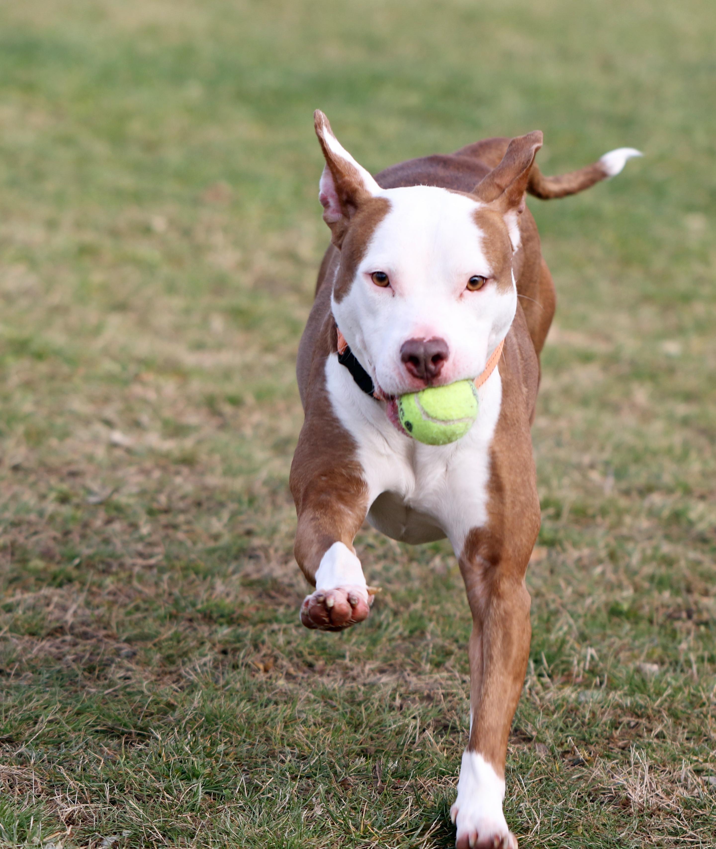 Enlarge Maura, a ADOPTABLE mixed breed in Penn Yan, NY image 2/2