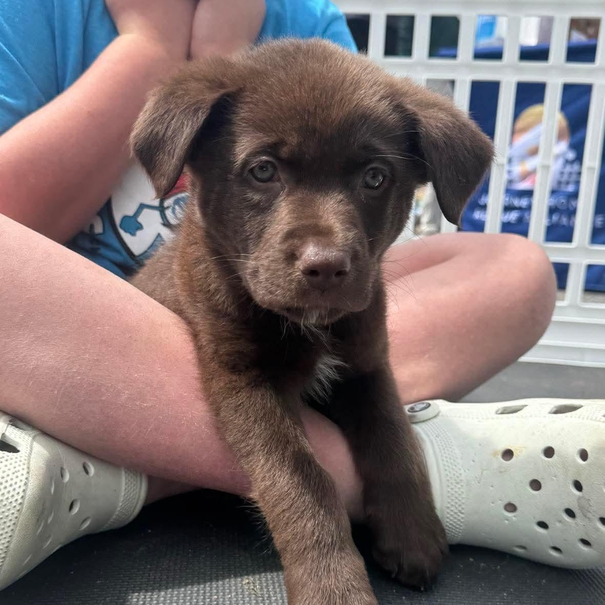 Enlarge Dallas, an adopted mixed breed in Wando, SC image 2/3