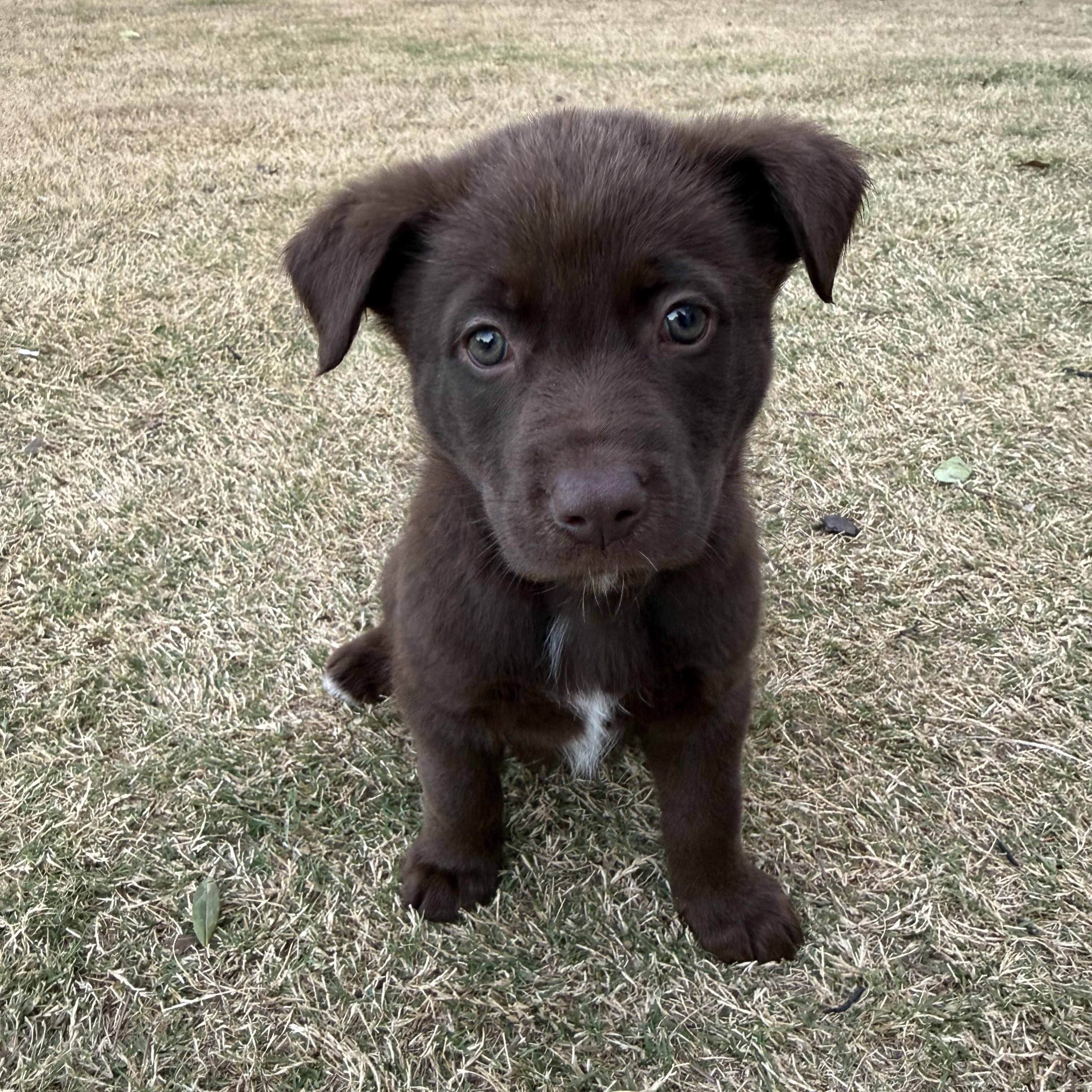 Enlarge Dallas, an adopted mixed breed in Wando, SC image 1/3