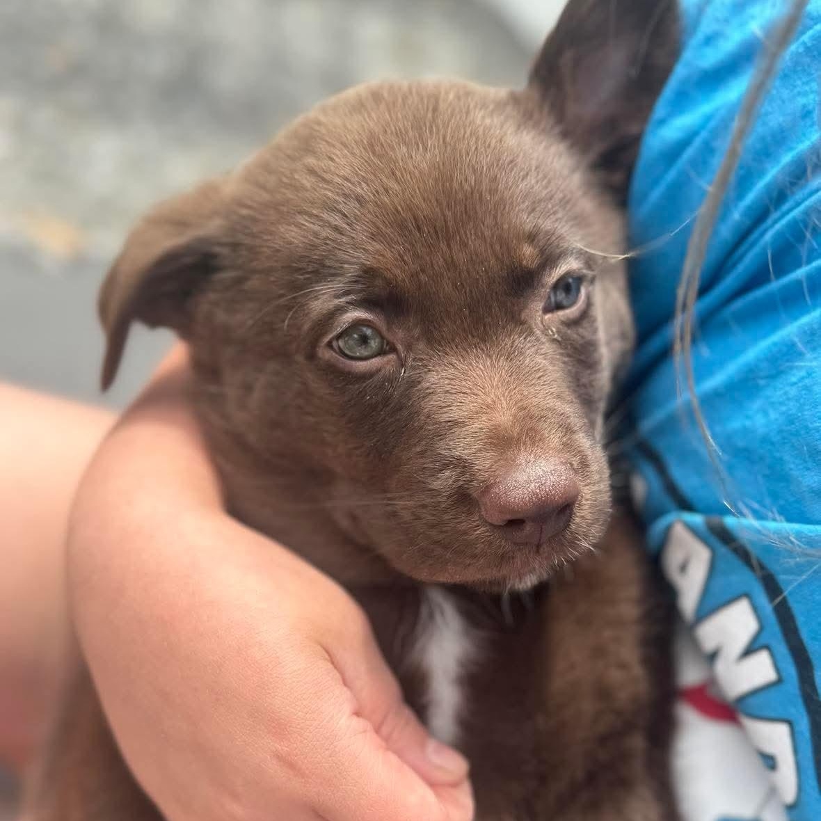 Enlarge Dallas, an adopted mixed breed in Wando, SC image 3/3