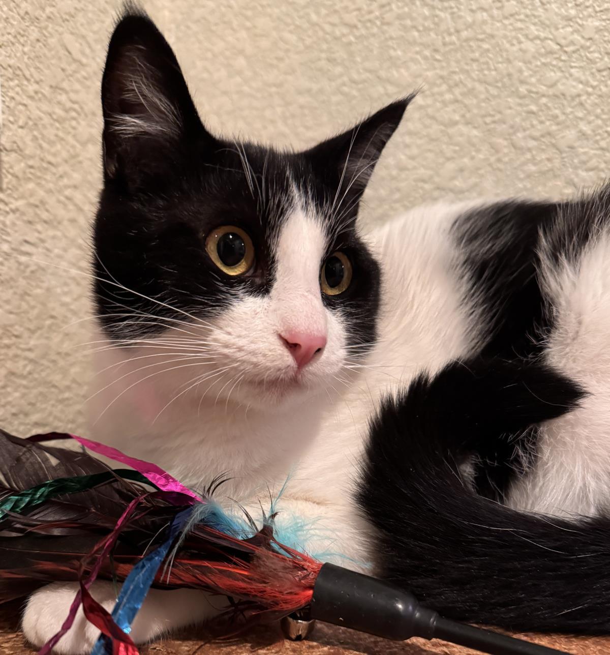 Fable, Adoptable, Young Male Domestic Short Hair.